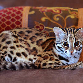 Lounging Leopard by Laura Fasulo