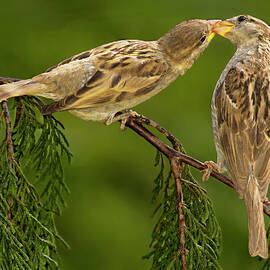 Love Birds by Susan Candelario