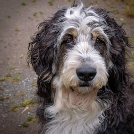 Loveable Shaggy Dog by Mary Lee Dereske