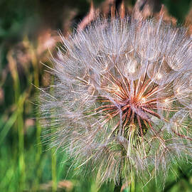 Luminous Goatsbeard Seed Head by Robert Niemeier
