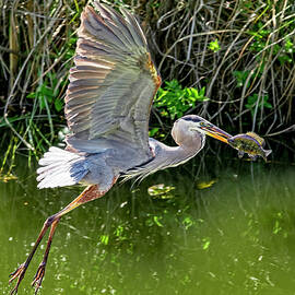 Lunchtime for this Great Blue Heron by Kelley King