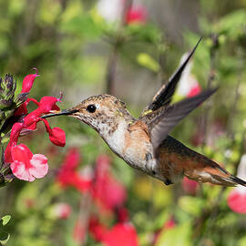 Lunchtime by Joe Schofield