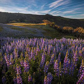Lupines at Sunrise by Jon Snyder