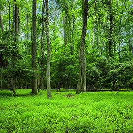 Lush by David Fountain