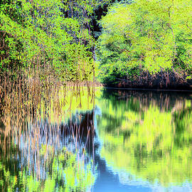 Lush Mangrove Reflections by Bruce Block