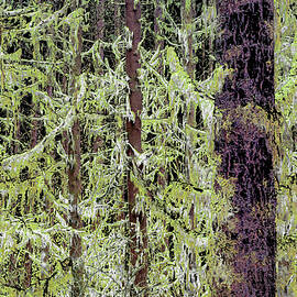 Lush Mossy Forest by Bruce Block