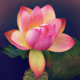 Luxuriant Lotus by Jessica Jenney