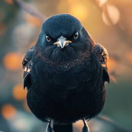 Mad Bird by Land of Dreams