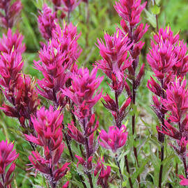 Magenta Paintbrush at Mount Rainier National Park by Nancy Gleason