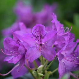 Magenta Rhododendron in Danny Woo Community Garden by Nancy Gleason