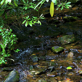 Maggie Valley Stream 02 by Flees Photos