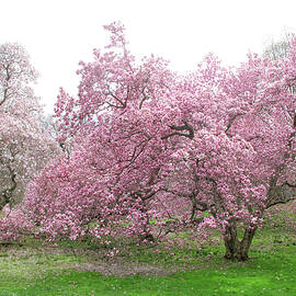 Magnolia Mist by Jessica Jenney