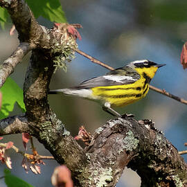 Magnolia Warbler by Cascade Colors