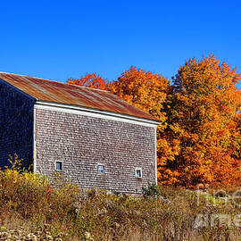 Maine Barn in Fall  by Olivier Le Queinec