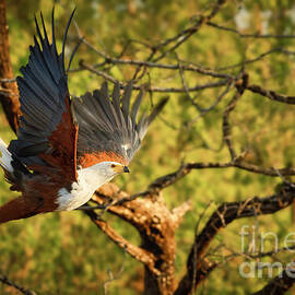 Majestic African Fish Eagle in Takeoff by Natural Focal Point Photography