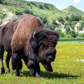 Majestic Bison in Open Landscape by Debra Martz