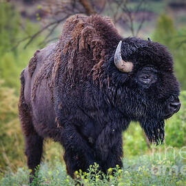 Majestic Bison in the Theodore Roosevelt National Park by Natural Focal Point Photography