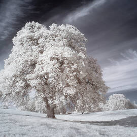 Majestic Blue Oak in Invisible Light - Shasta County California by Mike Lee