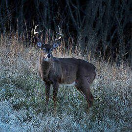Majestic Buck in Frosty Meadow by Theresa D Williams Smoky Mountains