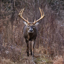 Majestic Buck Walks Alone by Theresa D Williams Smoky Mountains