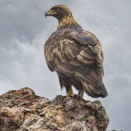 Majestic Golden Eagle on Rocky Cliff by Joe Fisher