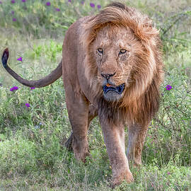 Majestic Lion Walking in Savanna by Marcy Wielfaert