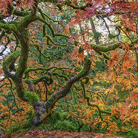 Majestic Old Tree in Autumn by Mary Jo Allen