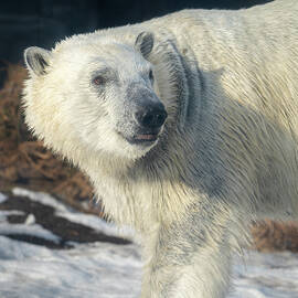 Majestic Polar Bear in Snow by Dave King