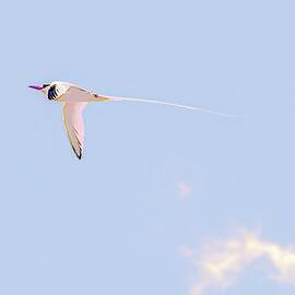 Majestic Red-billed tropicbird Flying High by Bruce Block