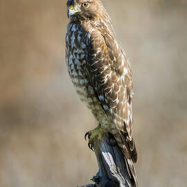 Majestic Red-shouldered Hawk Perched on a Branch by Joe Fisher