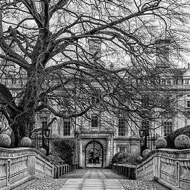 Majestic Tree at Clare College by Shirley Mitchell