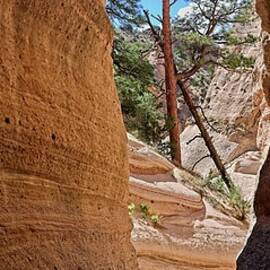 Majestic Tree in Tent Rocks Rock Canyon,NM by Steven Ralser