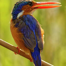 Malachite Kingfisher Over Chobe River by Natural Focal Point Photography