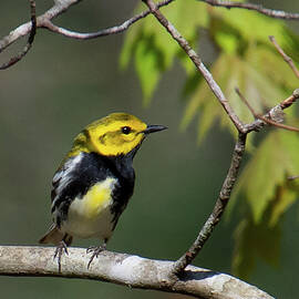 Male Black-throated Green Warbler  by Cascade Colors
