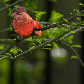 Male Cardinal by Larry Marshall