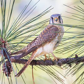 Female Kestrel in a Pine - Lassen County California by Mike Lee