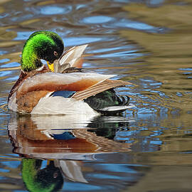 Male Mallard Drake by Susan Candelario