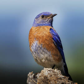 Male Western Bluebird Posing by Jean Noren