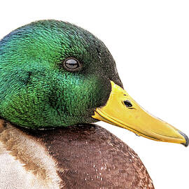 Mallard Closeup by James Overesch