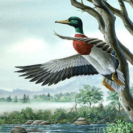 Mallard Duck - Belgium by Don Balke