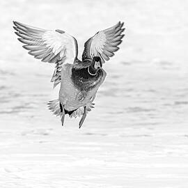 Mallard Duck  BW by Susan Candelario