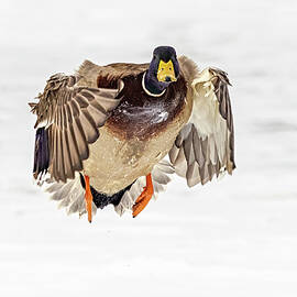 Mallard Duck II by Susan Candelario