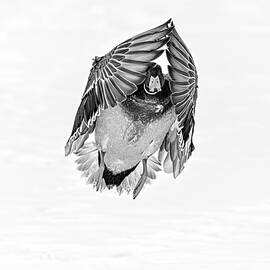 Mallard Duck III BW by Susan Candelario