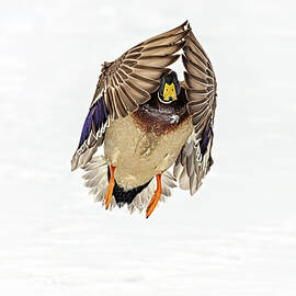 Mallard Duck III by Susan Candelario