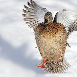Mallard Duck Landing by Susan Candelario