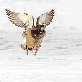 Mallard Duck  by Susan Candelario
