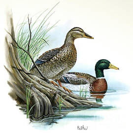 Mallard Duck - Wildlife of Wilderness by Don Balke