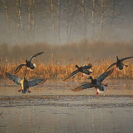 Mallards With Feet Dangling by Dale Kauzlaric