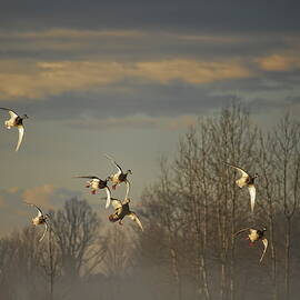 Mallards With Wings Set by Dale Kauzlaric