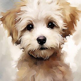 Maltese Puppy by Land of Dreams